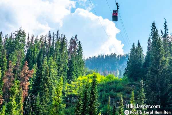 Jasper Whistlers Mountain Skytram Tickets